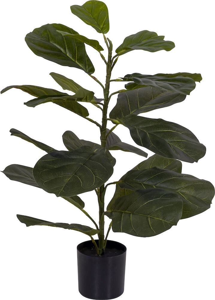 Potteplante ficus H75cm