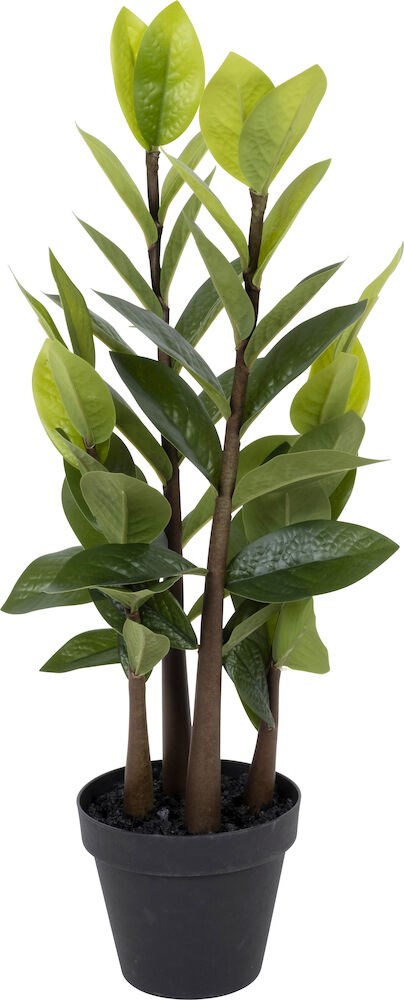 Potteplante Smaragdpalme H50cm
