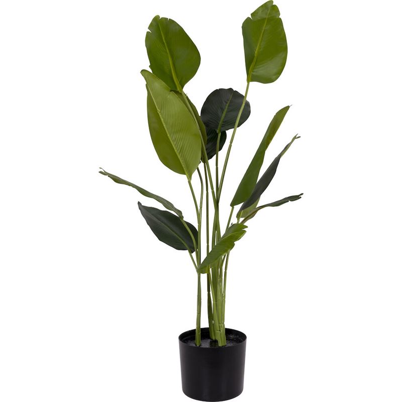 Potteplante Strelitzia H95cm 