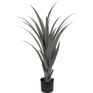 Aloe Vera potteplante H110cm 